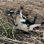 POLÍCIA NACIONAL APERTA O CERCO E TRAVA ROUBO DE ANIMAIS NO XÁ-CASSAU